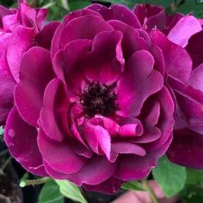 Burgundy Ice Floribunda Rose (Rosa Burgundy Ice) 2